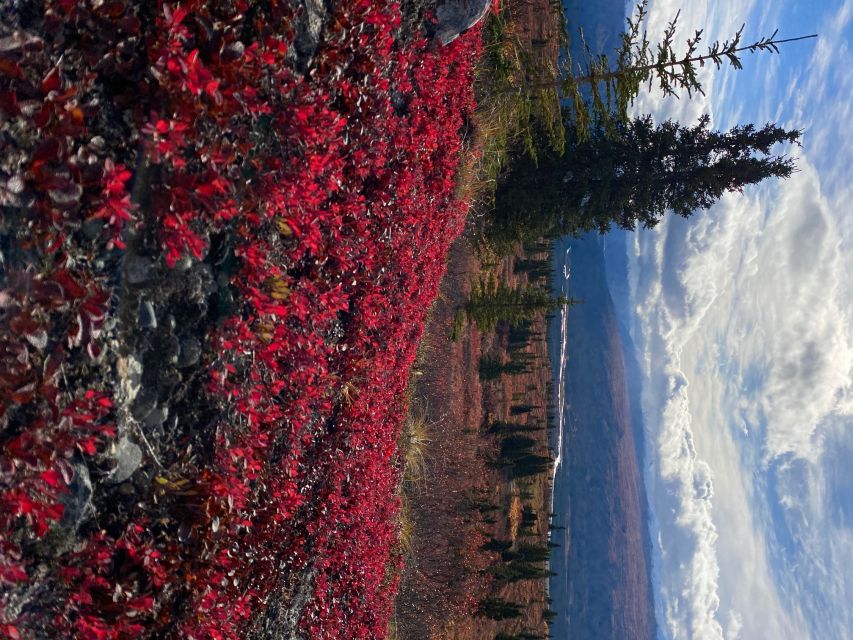 Denali: 5-Hour Guided Wilderness Hiking Tour - The Big Climb: 5–7 Miles, 1,500 Feet, and the Payoff Views