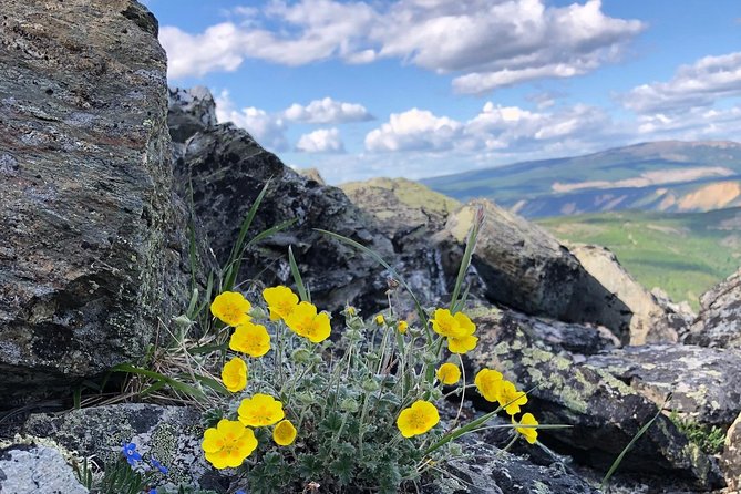 Denali 5 Hour Hiking Tour with Naturalist Guide - Stop 2 at Denali Backcountry Guides: your local base for a smoother hike