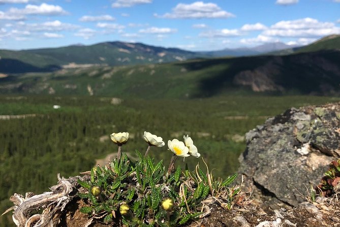 Denali 5 Hour Hiking Tour with Naturalist Guide - Route variety you can actually feel: river forest to tundra and taiga