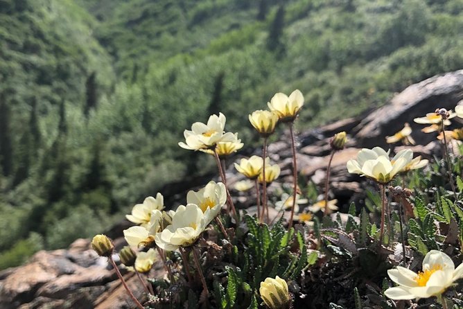 Denali 5 Hour Hiking Tour with Naturalist Guide - Pace, fitness, and group size: what to expect on the trail