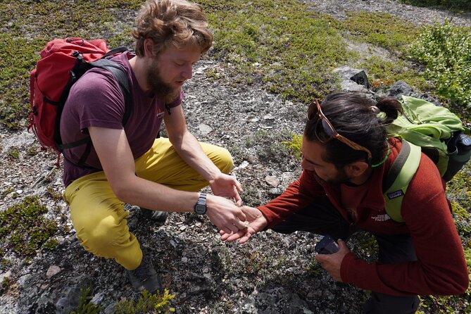 Denali Off-Trail Hiking Adventure (4 Hours) w/Expert Naturalist - Off-Trail Denali: What This Hike Really Is