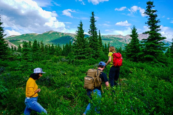 Denali Off-Trail Hiking Adventure (4 Hours) w/Expert Naturalist - The Boreal Forest and Tundra Walk: How It’s Guided