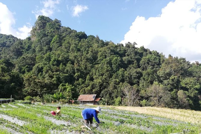 Doi Inthanon Day Trip:Twin Pagodas,Soft Hiking,Coffee Plantation - Twin Royal Stupas: When the Pagodas Meet the View