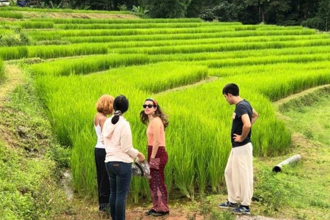 Doi Inthanon Day Trip:Twin Pagodas,Soft Hiking,Coffee Plantation - Kew Mae Pan Trekking: Soft Hiking That Can Still Work Your Legs