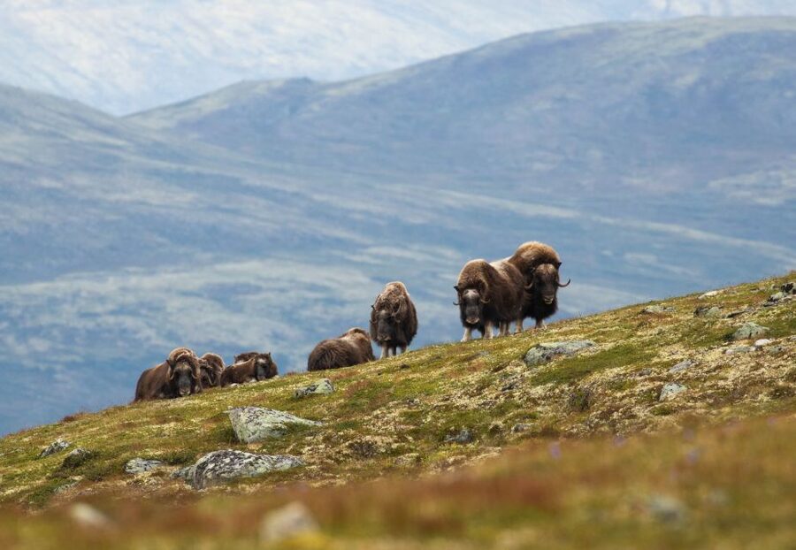 Dovrefjell National Park: Hiking Tour and Musk Ox Safari - Key highlights you should care about