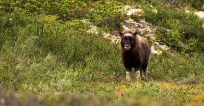 Dovrefjell National Park: Hiking Tour and Musk Ox Safari - Spotting musk ox safely: 200 meters, telescopes, and patience