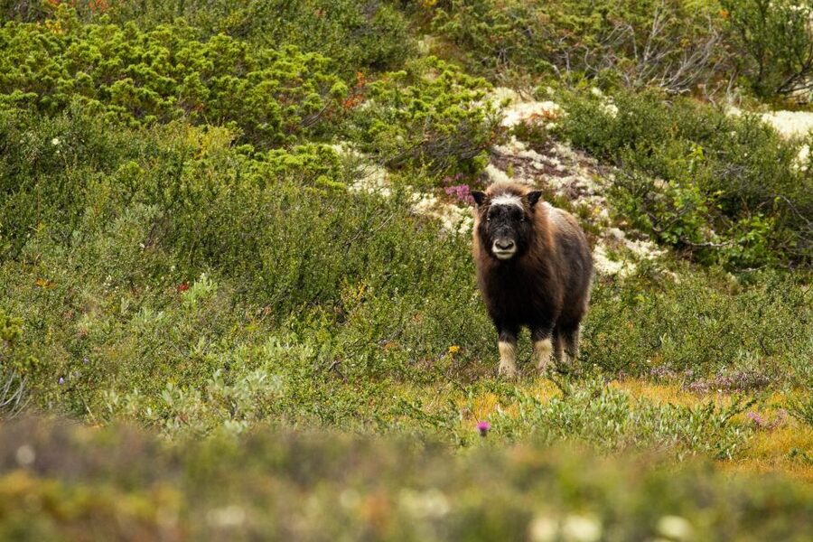Dovrefjell National Park: Hiking Tour and Musk Ox Safari - Price and value: why $64 makes sense here