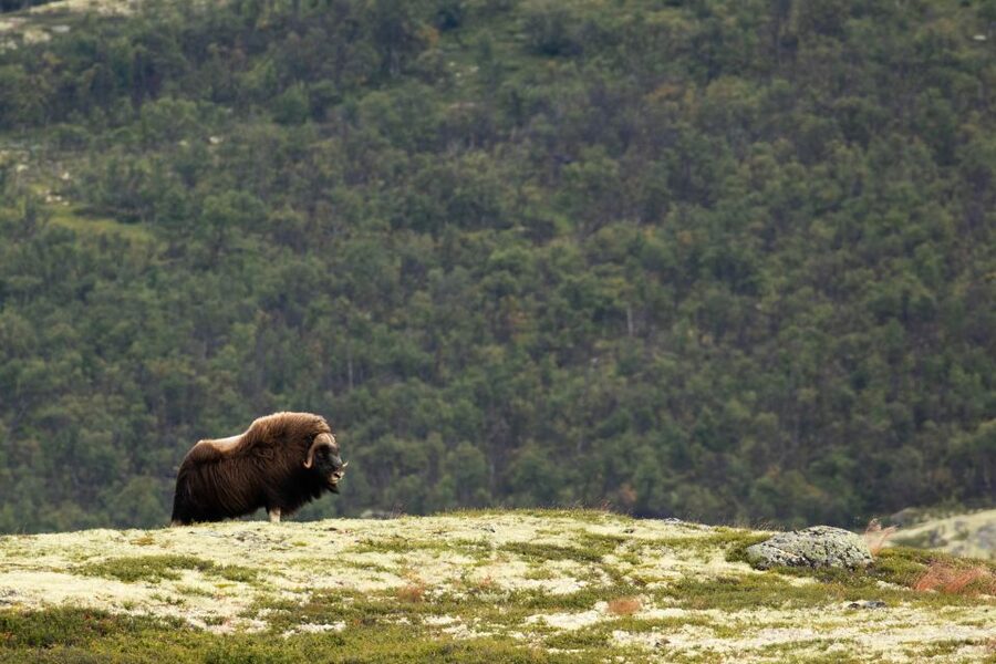 Dovrefjell National Park: Hiking Tour and Musk Ox Safari - Should you book this tour?