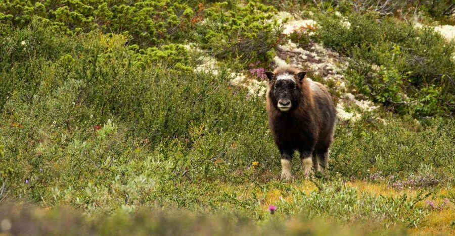 Dovrefjell National Park: Hiking Tour and Musk Ox Safari - Spotting musk ox safely: 200 meters, telescopes, and patience