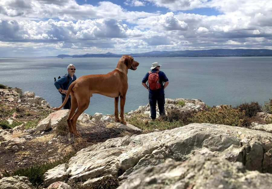Dublin: Howth Coastal Hiking Tour - Howth feels local fast: the tour’s best ingredient is the guide