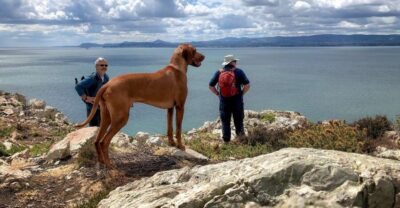 Dublin: Howth Coastal Hiking Tour - Getting there: start at Howth Market, then ease into the village