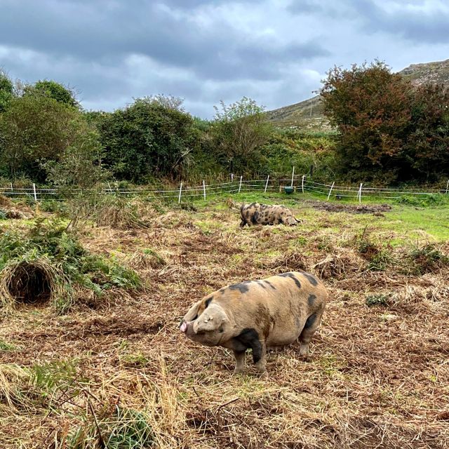 Dublin: Howth Safari Hiking Tour - Martello Tower Sutton: history you can stand inside