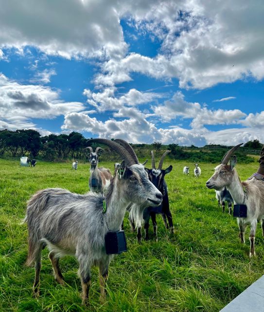 Dublin: Howth Safari Hiking Tour - Jamesons Cove and cliff photo points: where the views click