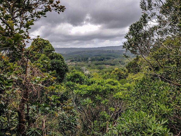 Ebony Forest Reserve Chamarel - Take a Hike Tour - What you’ll remember most