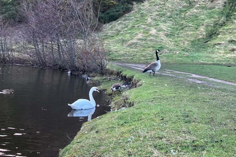 Edinburgh: Hike Arthur's Seat & Calton Hill - The descent through historic sites and wildlife