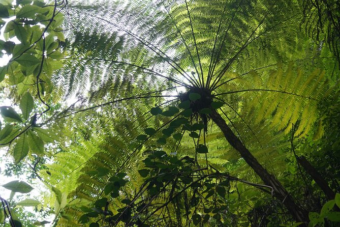 El Nogalito Mountain River- Hiking Tour - Who This Hike Suits Best (and Who Should Think Twice)