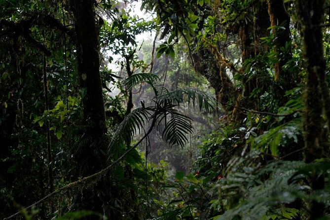 El Tigre Waterfalls Hiking Tour with Lunch and Nature Guide - El Tigre Waterfalls: why this Monteverde hike is worth your morning