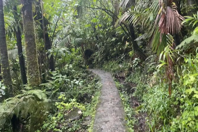 El Yunque Rainforest Hike with Transport from San Juan - Getting Out of San Juan: Pickup, Timing, and How the Day Flows