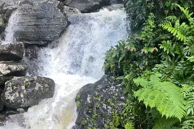 El Yunque Rainforest Hike with Transport from San Juan - Mt. Britton Lookout Tower: The Short Climb With Big View Payoff