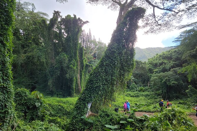 Electric Bike Ride & Manoa Falls Hike Tour - Pedaling Through Honolulu: More Than a Transfer to the Trailhead