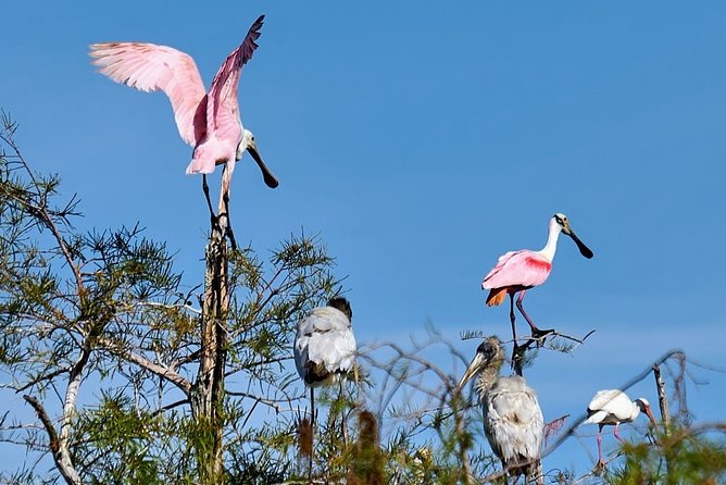 Everglades National Park Biologist Led Adventure: Cruise, Hike + Airboat - Big Cypress National Preserve: the hike that actually teaches you what you’re standing in