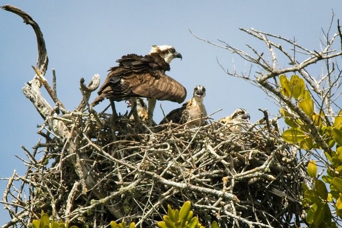Everglades National Park Biologist Led Adventure: Cruise, Hike + Airboat - Ten Thousand Islands cruise: dolphin wake moments and mangrove-level birding