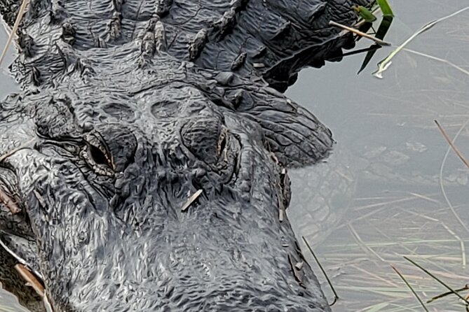 Everglades National Park Naturalist Led Hike, 2 Boat Trips + More - A 7:30 a.m. start that’s worth it