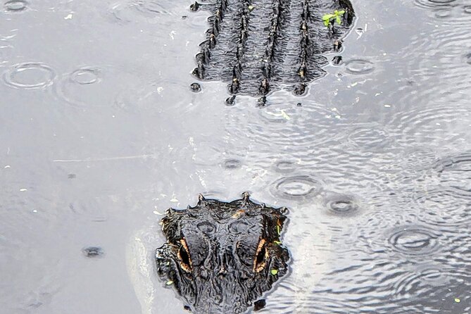 Everglades National Park Naturalist Led Hike, 2 Boat Trips + More - Miccosukee Indian Village airboat time on the River of Grass