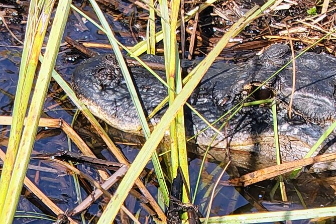 Everglades National Park Naturalist Led Hike, 2 Boat Trips + More - Everglades City stops: postcards, a trading post, and old Florida stories