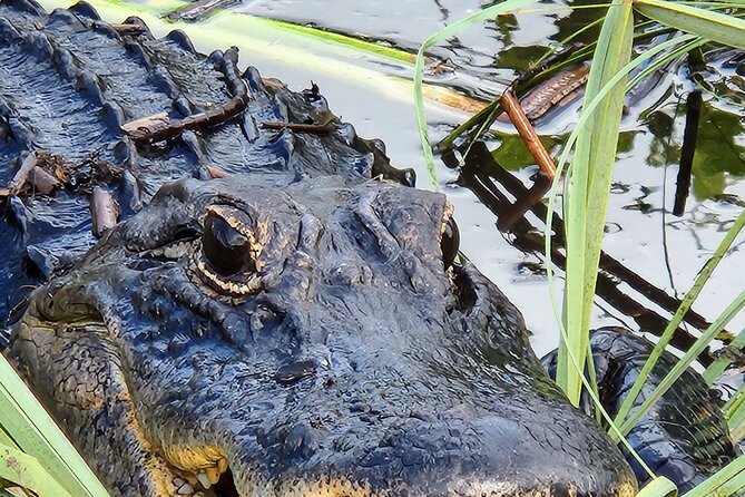 Everglades National Park Naturalist Led Hike, 2 Boat Trips + More - Chokoloskee Bay and the 10,000 Islands boat ride