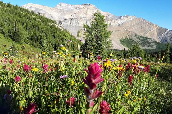 Exclusive Skoki Backcountry Guided Hiking in Lake Louise with Van Shuttle - Key Points I’d Plan Around