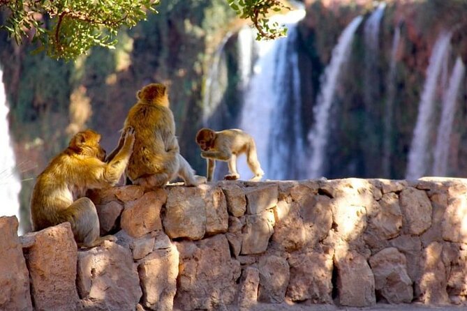 Explore Ouzoud waterfalls Marrakech Guided Hike & Boat Experience - Price and value: how $18.58 stacks up for a 9-hour day