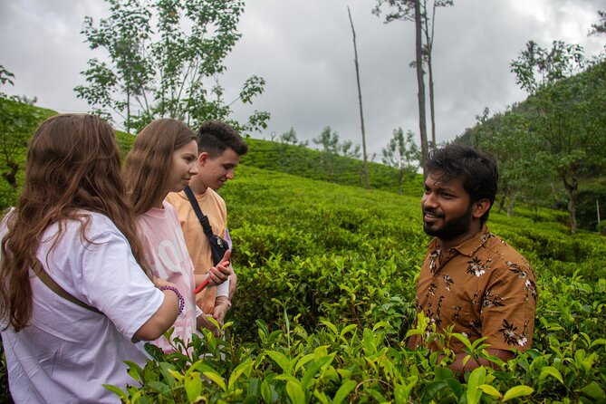 Explore the best of Ella. Hiking, waterfalls and cultural tour - Tea fields in Ella: history plus real technique talk