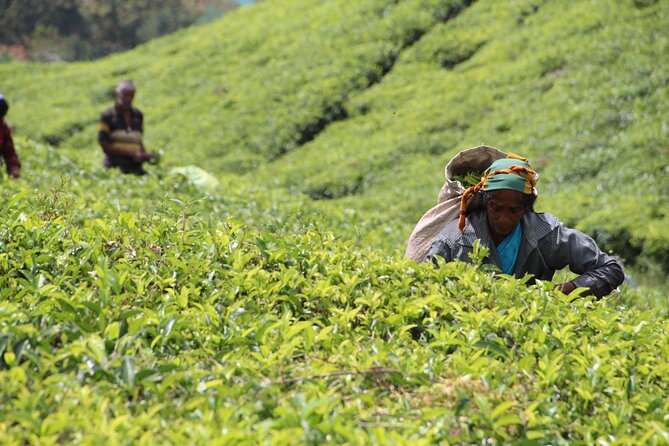 Explore the best of Ella. Hiking, waterfalls and cultural tour - Guides that make the day feel smooth (and personal)