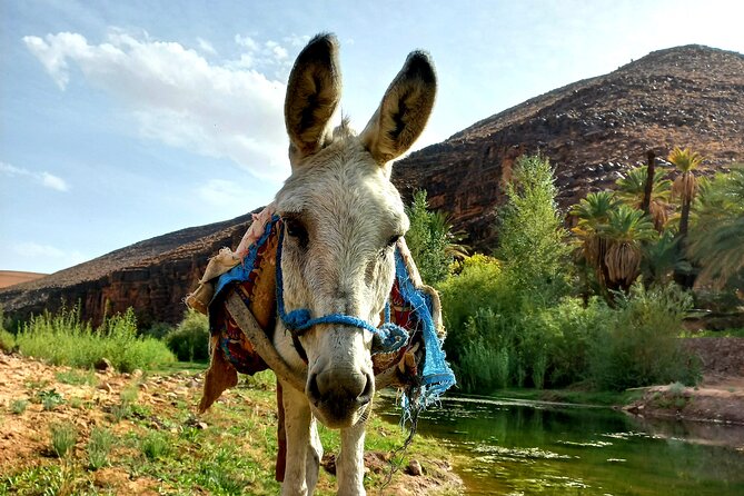 Fint Oasis Private Day Hike - The picnic and mint tea: the real middle-of-the-day win
