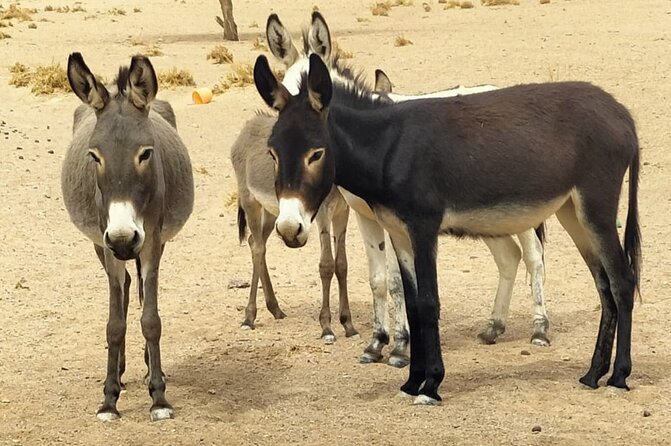 Fint Oasis Private Day Hike - Price and value: what you get for about $46.46