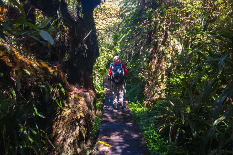 Forest Bélouve: Trou de Fer Weekly Group Hike in French - The Queen of Tamarin Moment: A Tree Stop With Real Meaning