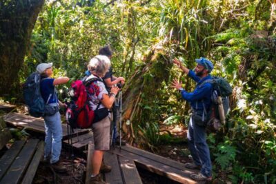 Forest Bélouve: Trou de Fer Weekly Group Hike in French - Forest Bélouve: What Makes a Cloud Forest Different