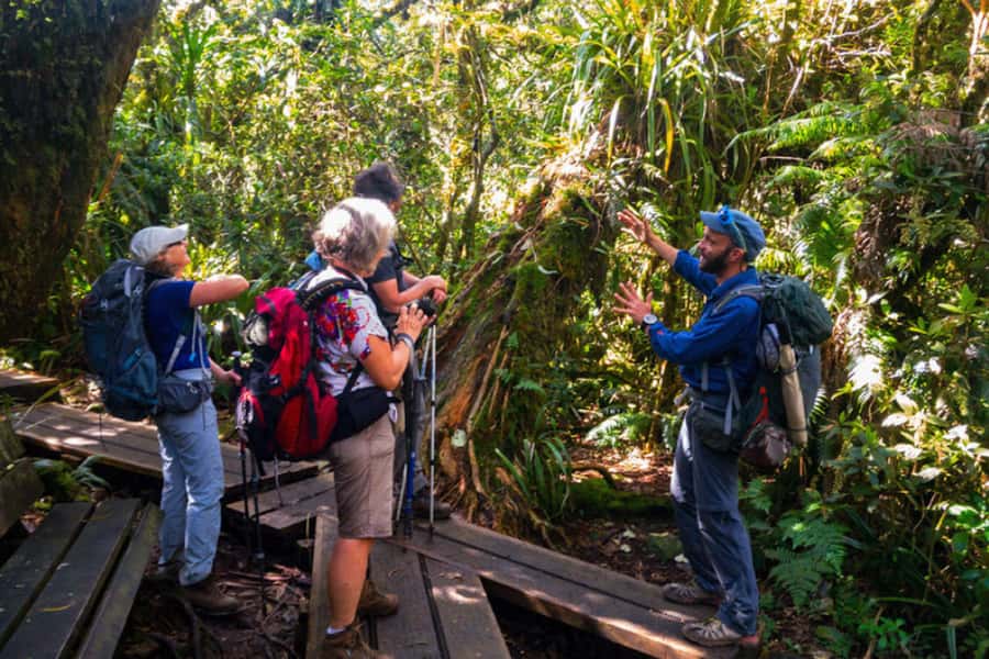 Forest Bélouve: Trou de Fer Weekly Group Hike in French - Forest Bélouve: What Makes a Cloud Forest Different
