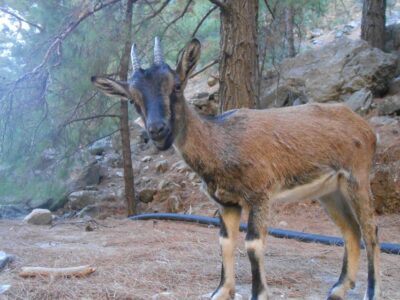 From Agia Galini/Matala: Samaria Gorge Hiking Tour - Omalos Plateau start: where your hike really begins
