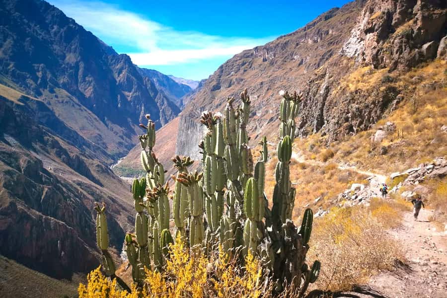 From Arequipa Trek : 2-Days of Hiking in the Colca Canyon - Key Things I’d Bank On