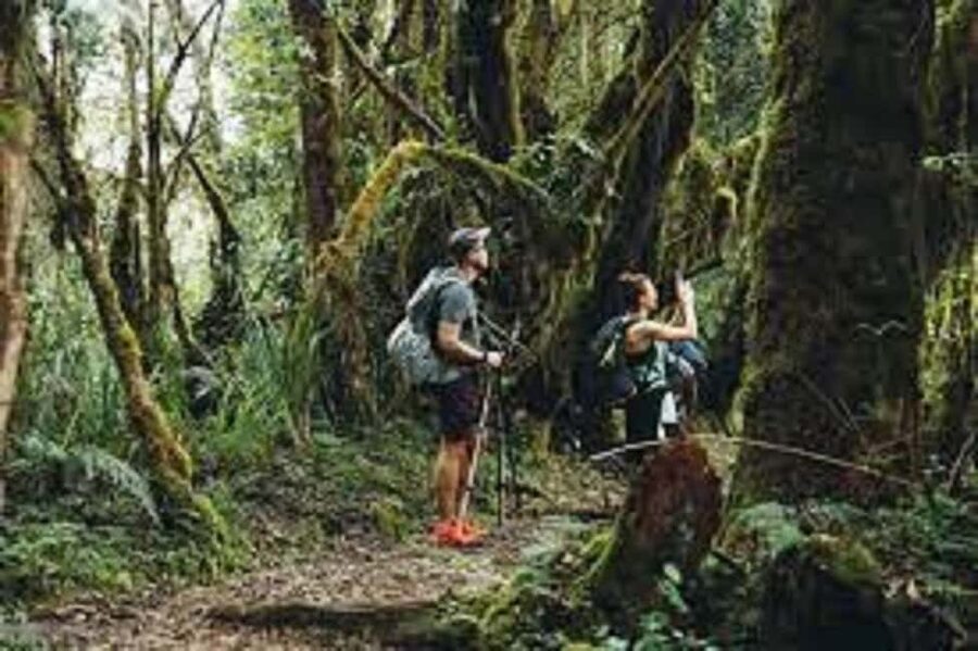 From Arusha/Moshi: Kilimanjaro Hike Marangu Route Day Trip - Rainforest to Mandara Hut (about 3–4 hours): monkeys, birds, and steady climbing