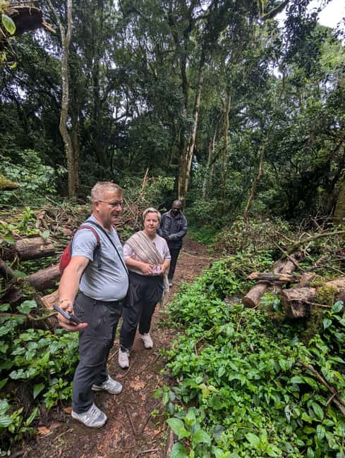 From Arusha/Moshi: Kilimanjaro Hike Marangu Route Day Trip - What to pack: shoes, gloves, and the cold-rain reality