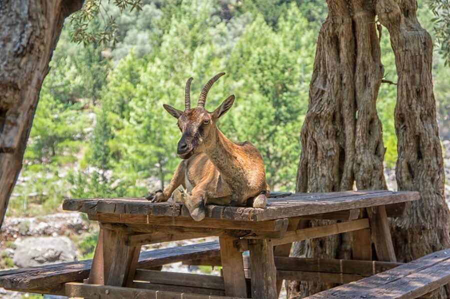 From Chania: Samaria Gorge with Professional Hiking Guide - Key Highlights at a Glance