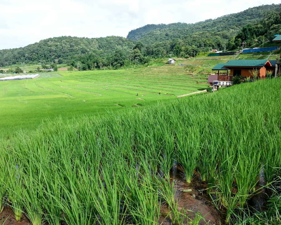 From Chiang Mai: Doi Inthanon National Park Day Trip & Hike - Key points before you go