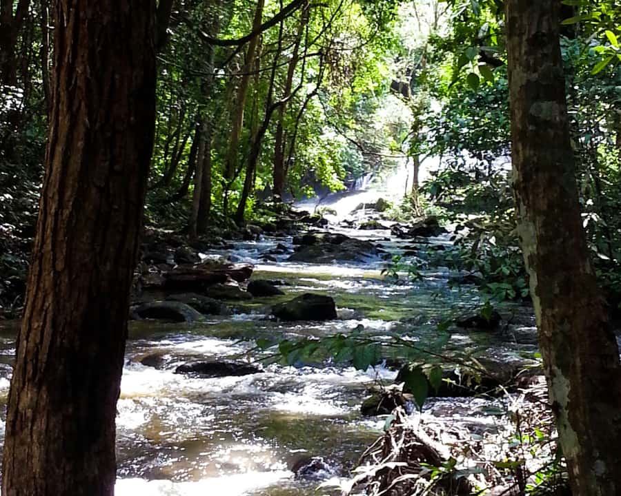 From Chiang Mai: Doi Inthanon National Park Day Trip & Hike - Twin royal pagodas and the Hmong market for real everyday culture