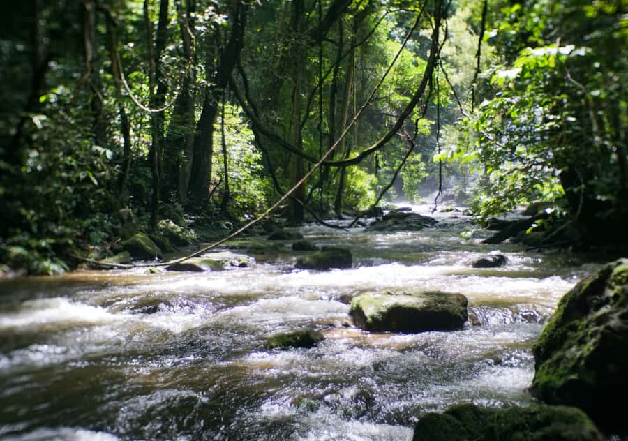 From Chiang Mai: Doi Inthanon National Park Day Trip & Hike - Karen Hill Tribe Village coffee: the end that feels personal