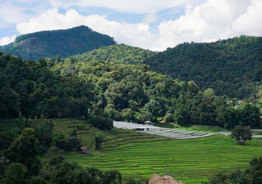 From Chiang Mai: Doi Inthanon National Park Day Trip & Hike - Angka Nature Trail and the rainforest intro you can actually feel