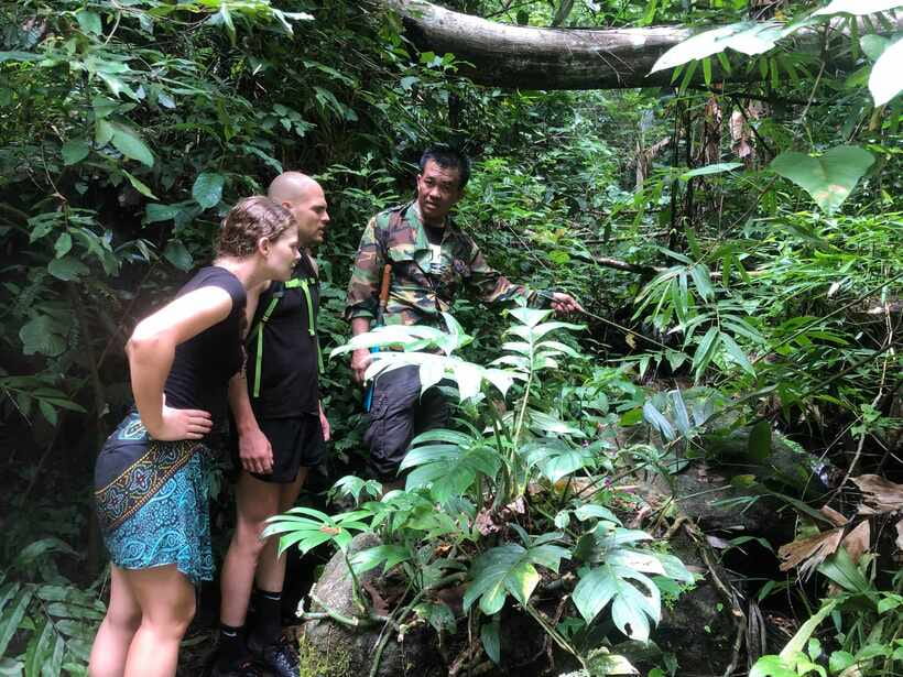 From Chiang Mai: Doi Saket Hiking Tour with Lunch - The Main Trek: 5 Hours of Jungle Walks, Old Trees, and Real Terrain