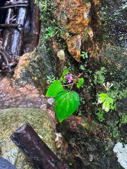 From Chiang Mai: Doi Saket Hiking Tour with Lunch - Fitness Level and Shoe Choices: What Makes This Trek Feel Hard